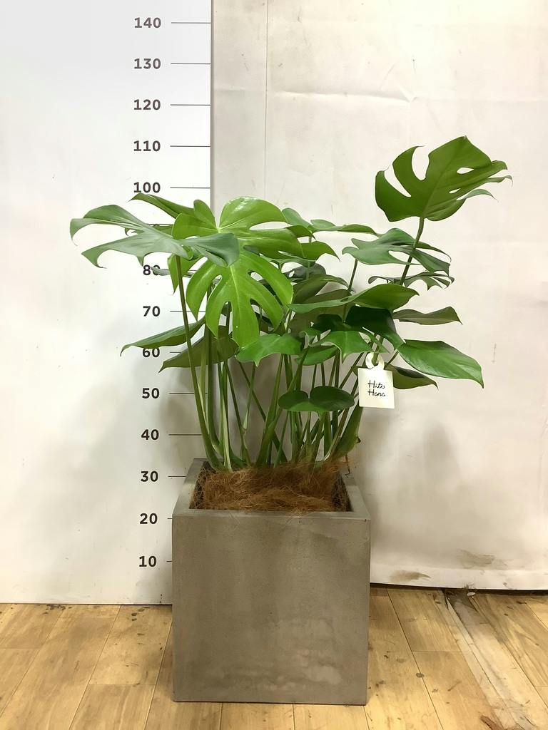 モンステラ 大型 | 観葉植物通販HitoHana(ひとはな)