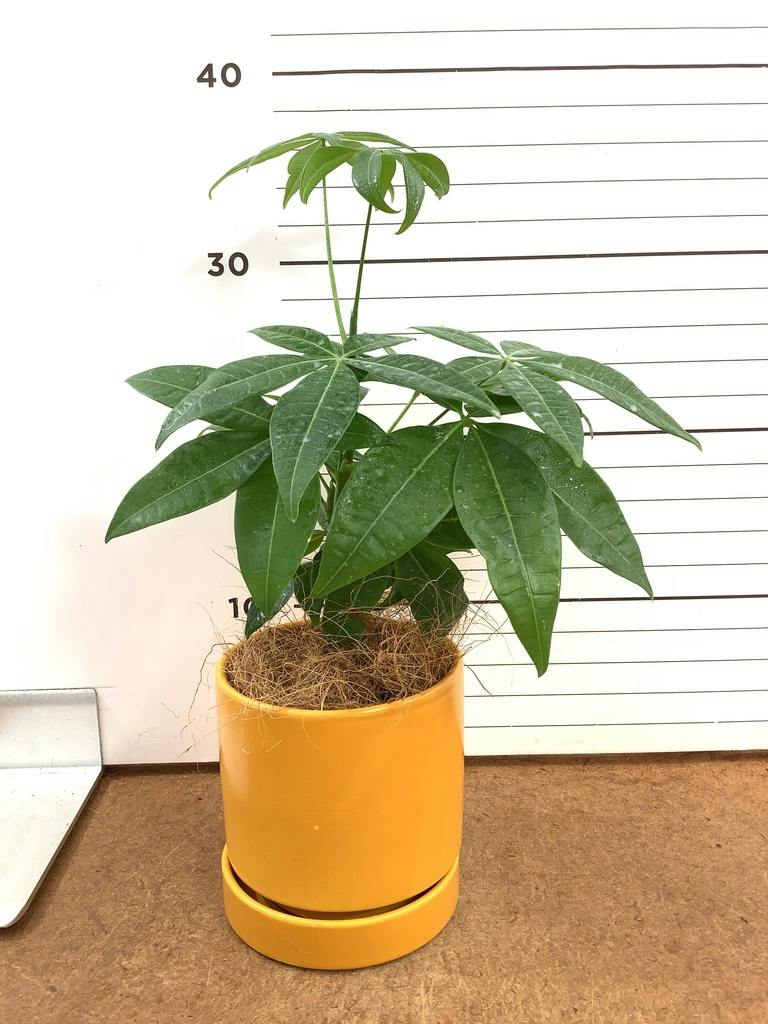 ぱきら（感謝）/3 観葉植物 パキラ 3号 寄せ ルーツ 11 L ベージュ 付き | 観葉植物なら
