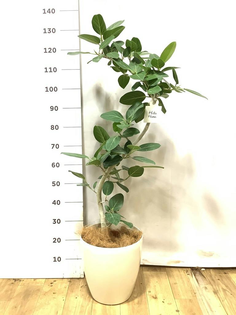 観葉植物 フィカス ベンガレンシス 8号 曲り ライム ドゥオ ユーポット