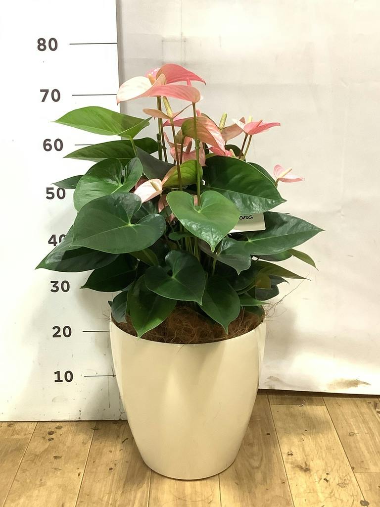 アンスリウム 8号 | 観葉植物 | 送料無料でお届け - Hitohana（ひとはな）