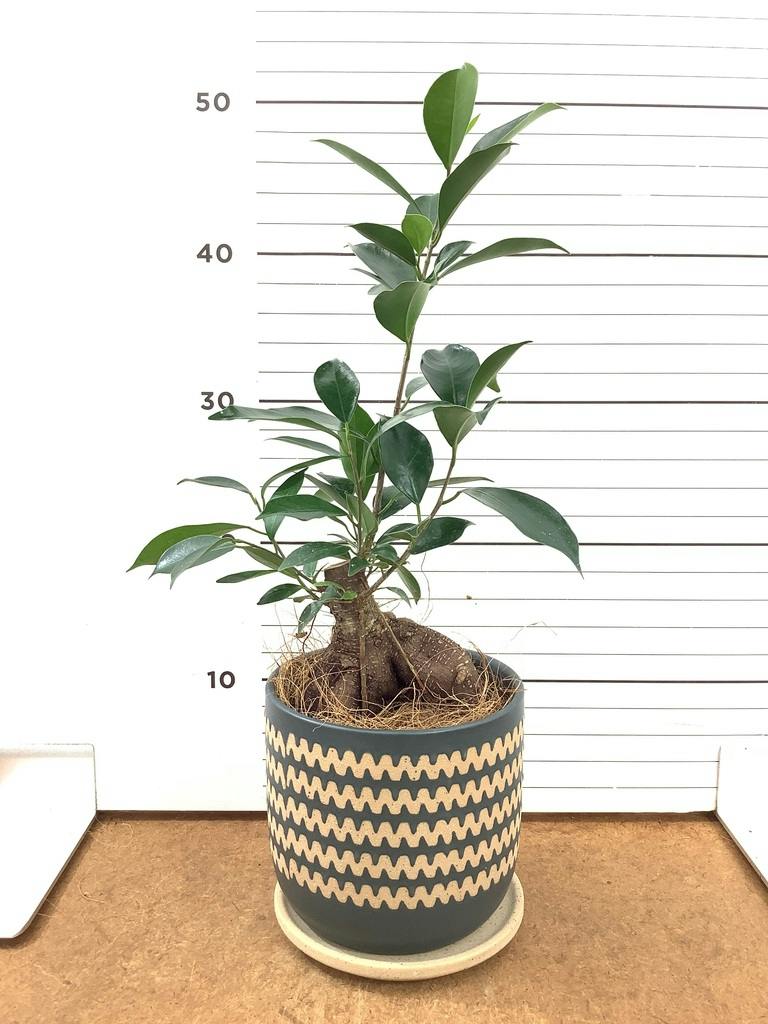 ガジュマル 4号 | 観葉植物の通販ならHitoHana（ひとはな）