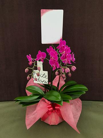 ミディ胡蝶蘭 ピンク 3本立ち モノトリコ付き | 胡蝶蘭ならHitoHana