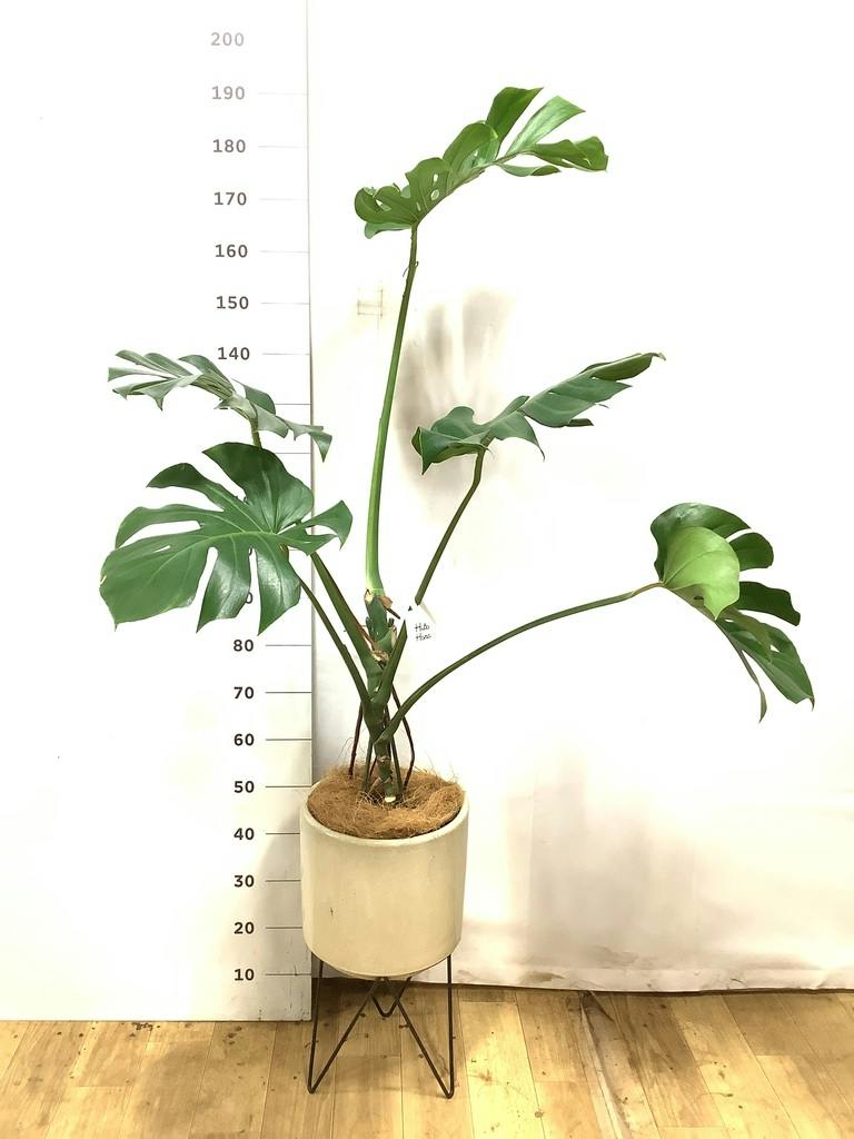 モンステラ 8号 | 観葉植物 | インテリアやギフトに - Hitohana（ひと