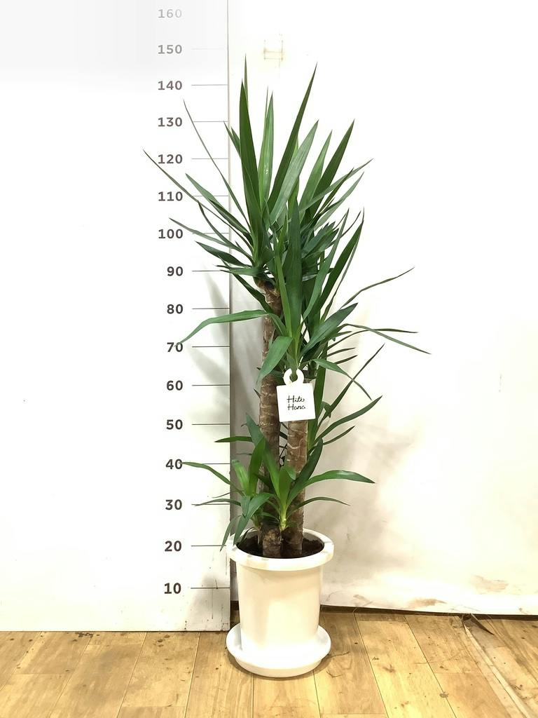 ユッカ 大型 | 観葉植物通販HitoHana(ひとはな)