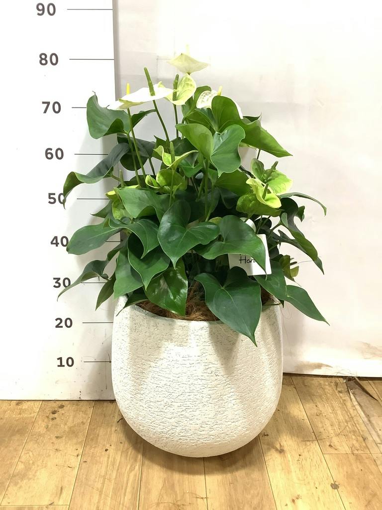 アンスリウム 8号 | 観葉植物 | 送料無料でお届け - Hitohana（ひとはな）