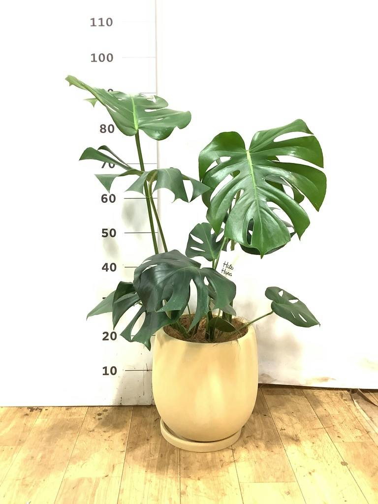 モンステラ 6号 | 観葉植物 | インテリアやギフトに - Hitohana（ひと