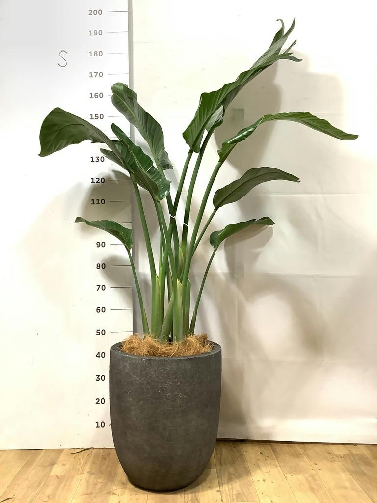 オーガスタ 10号 | 観葉植物の通販ならHitoHana