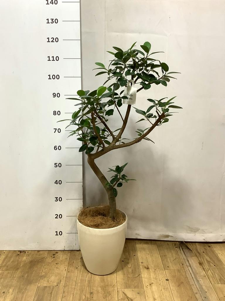 フランスゴムの木 7号 | 観葉植物通販HitoHana(ひとはな)