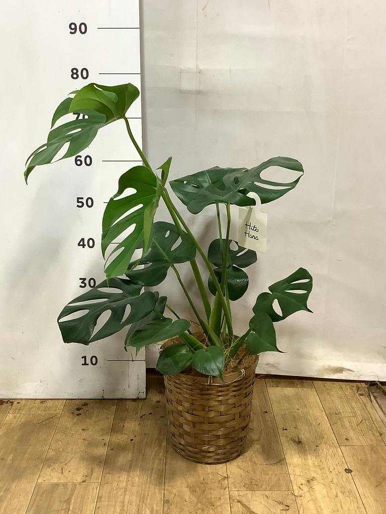 モンステラ 6号 | 観葉植物 | インテリアやギフトに - Hitohana（ひと