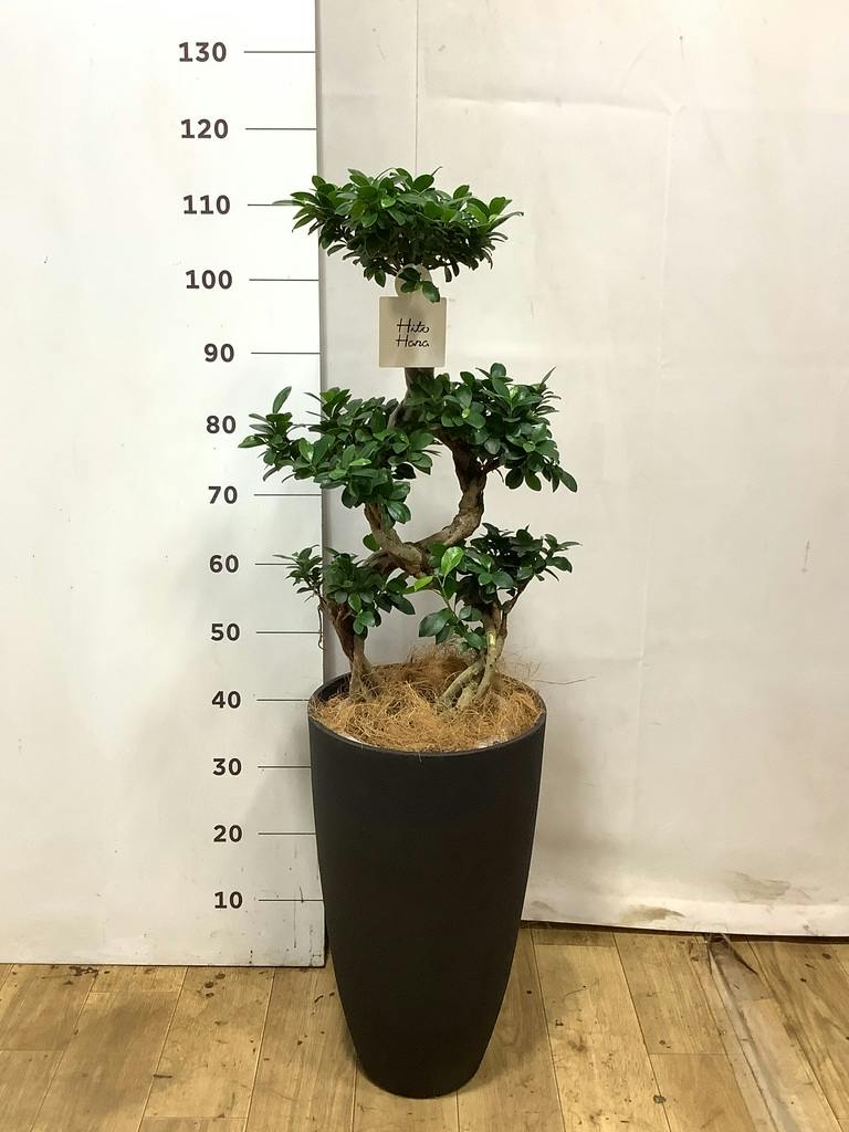 観葉植物 ガジュマル 8号 8の字 プラスチック鉢 | 観葉植物なら