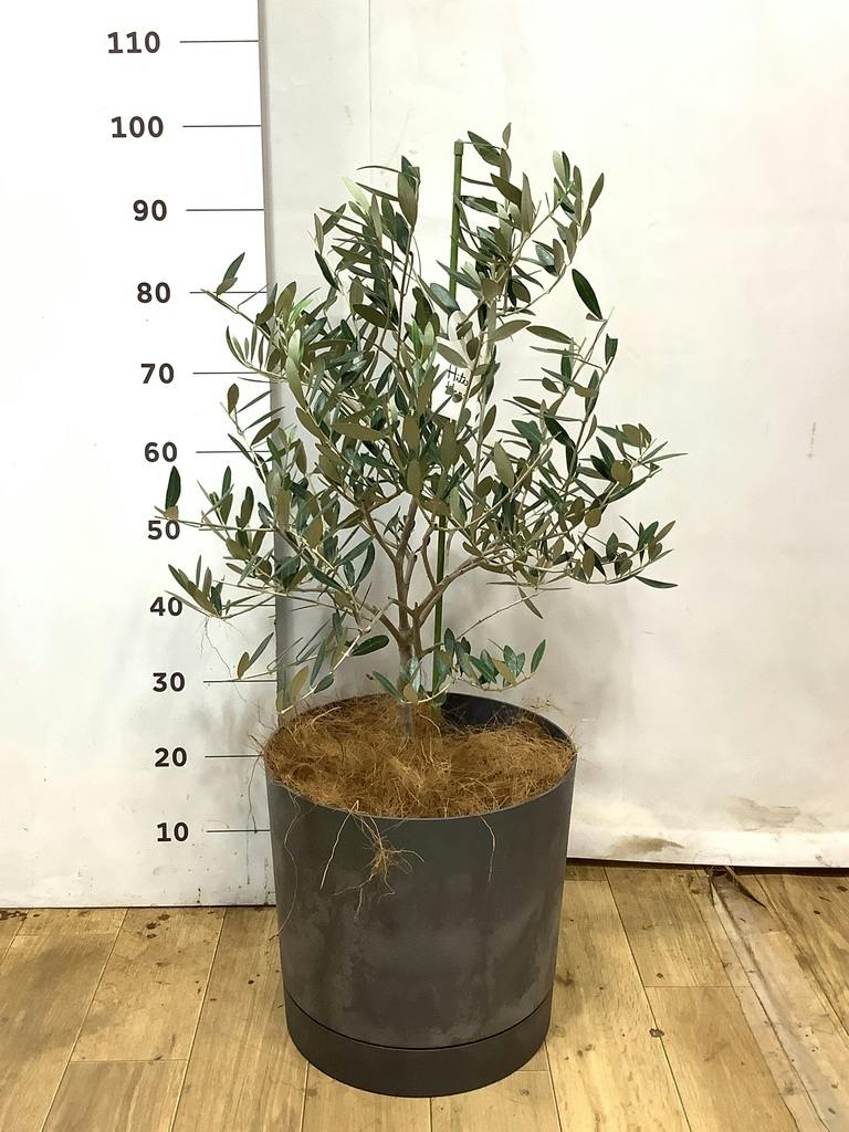 オリーブの木 8号 | 観葉植物 | 送料無料でお届け - Hitohana（ひとはな）