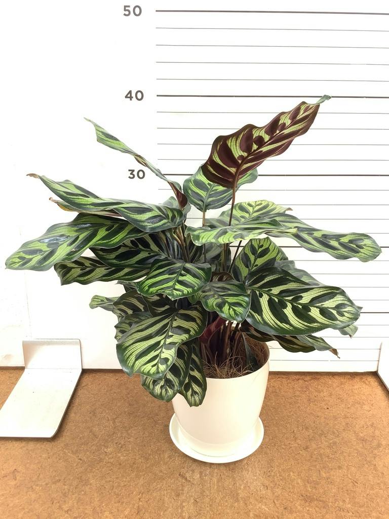 カラテア マコヤナ | 観葉植物の通販ならHitoHana（ひとはな）