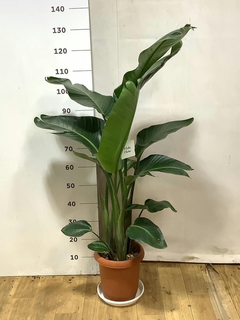 オーガスタ 8号 | 観葉植物の通販ならHitoHana