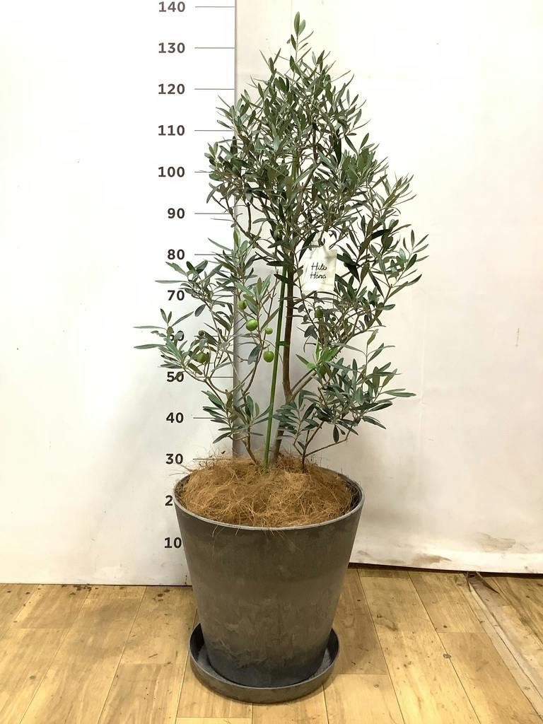 オリーブの木 8号 | 観葉植物 | 送料無料でお届け - Hitohana（ひとはな）