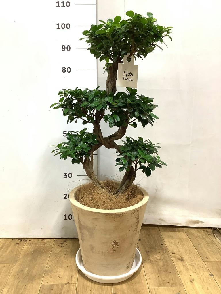 観葉植物 ガジュマル 8号 8の字 プラスチック鉢 | 観葉植物なら