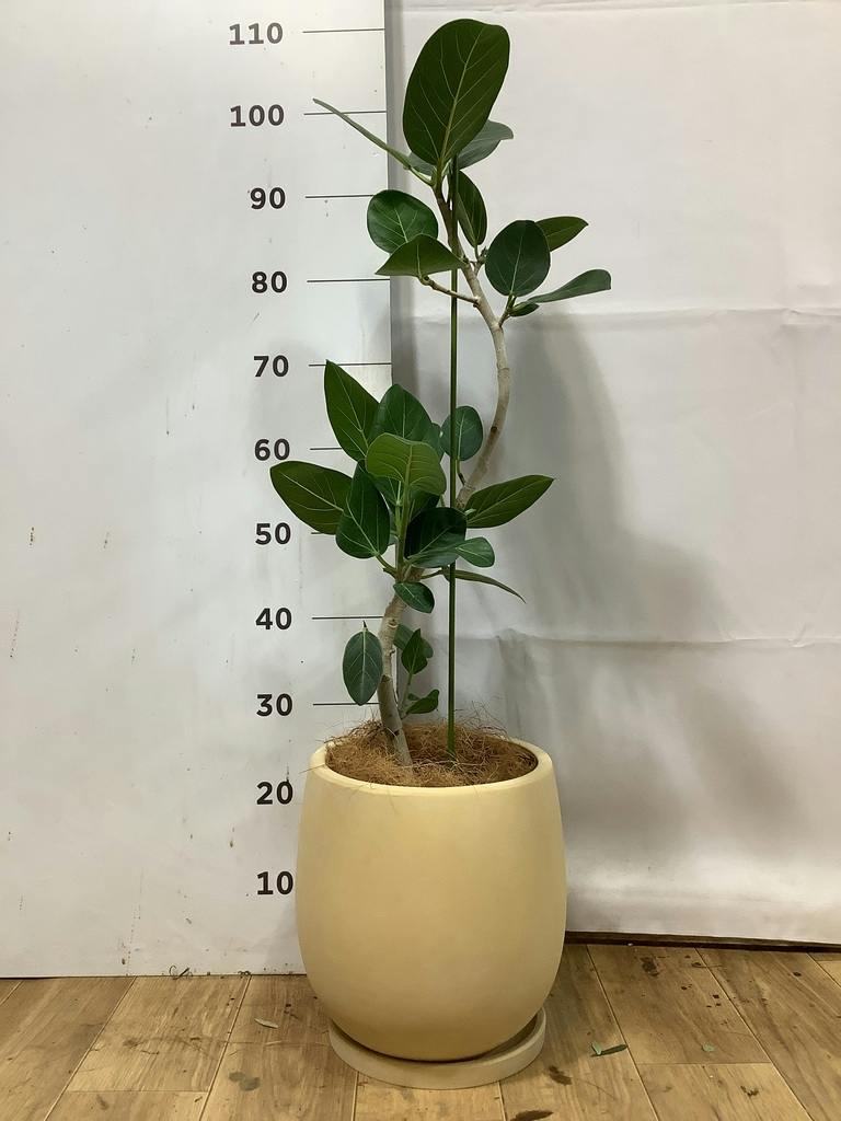 フィカス ベンガレンシス 7号 | 観葉植物 | 送料無料でお届け