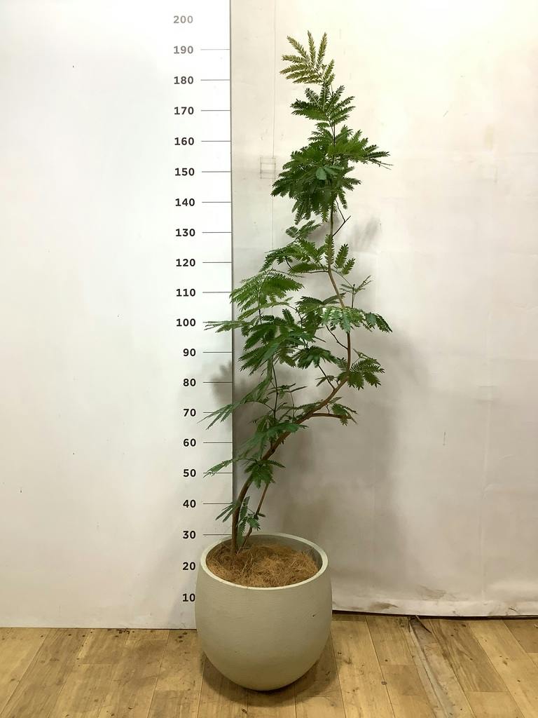 エバーフレッシュ 8号 | 観葉植物 | インテリアやギフトに - Hitohana
