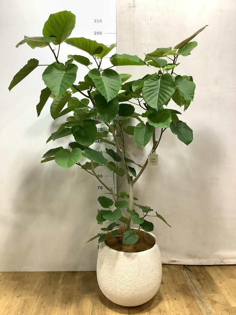 ウンベラータ 10号 | 観葉植物の通販ならHitoHana（ひとはな）