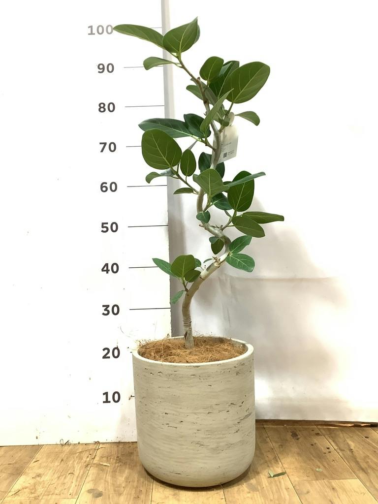 フィカス ベンガレンシス 5号 | 観葉植物通販 HitoHana（ひとはな）
