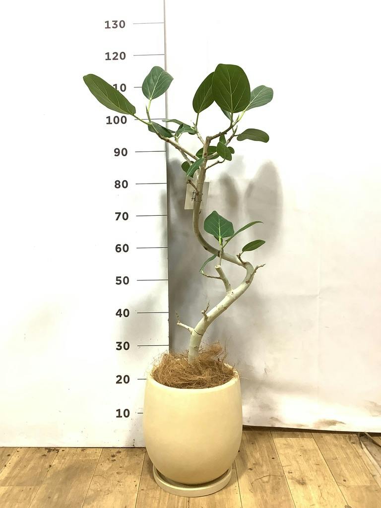 フィカス ベンガレンシス 7号 | 観葉植物 | 送料無料でお届け