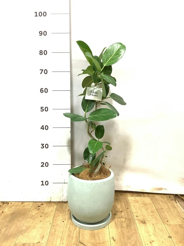フィカス ベンガレンシス 5号 | 観葉植物通販 HitoHana（ひとはな）