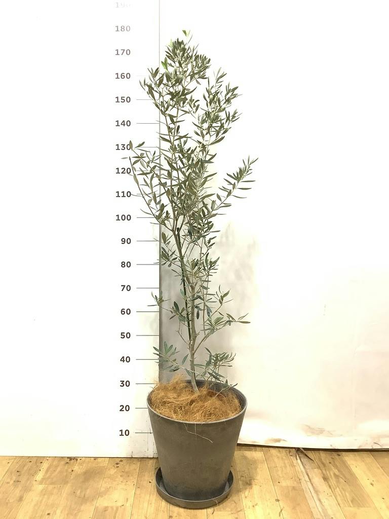 オリーブの木 8号 | 観葉植物 | 送料無料でお届け - Hitohana（ひとはな）