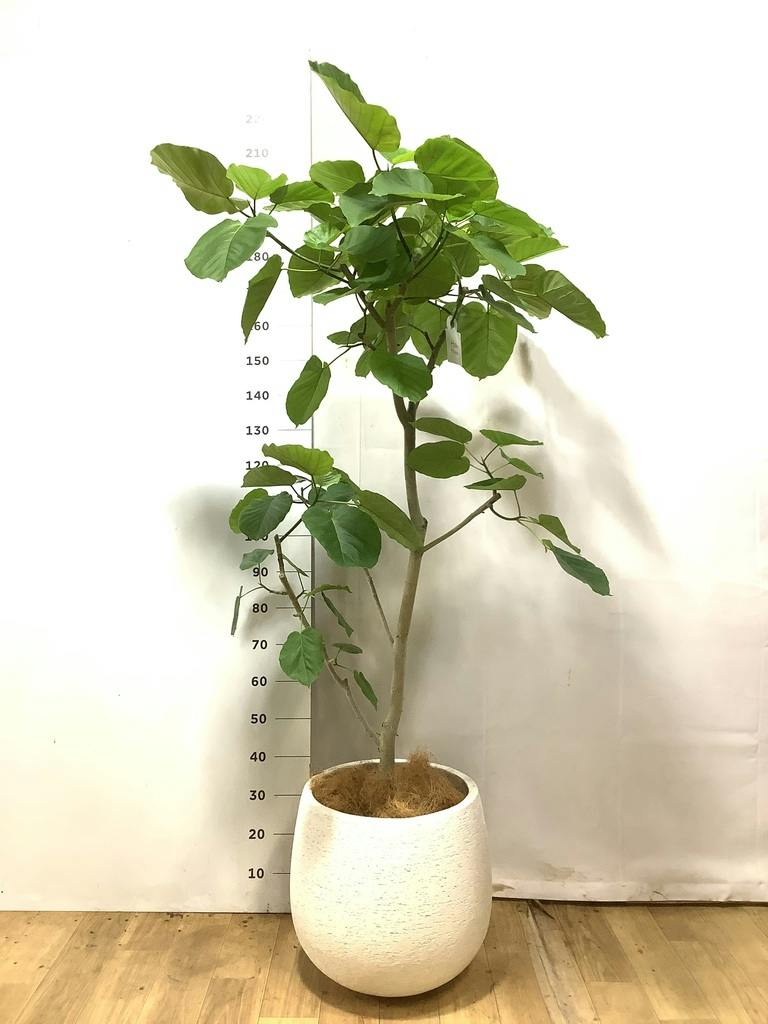 ウンベラータ 10号 | 観葉植物の通販ならHitoHana（ひとはな）