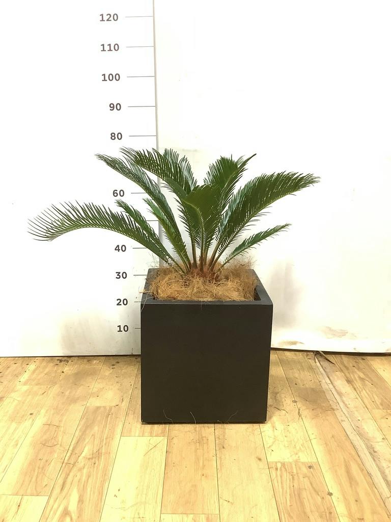 ソテツ 3号 | 観葉植物通販HitoHana(ひとはな)
