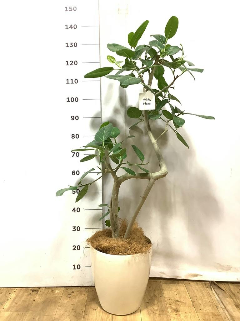 観葉植物 フィカス ベンガレンシス 8号 曲り ライム ドゥオ ユーポット