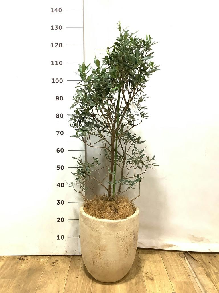 オリーブの木 8号 | 観葉植物 | 送料無料でお届け - Hitohana（ひとはな）
