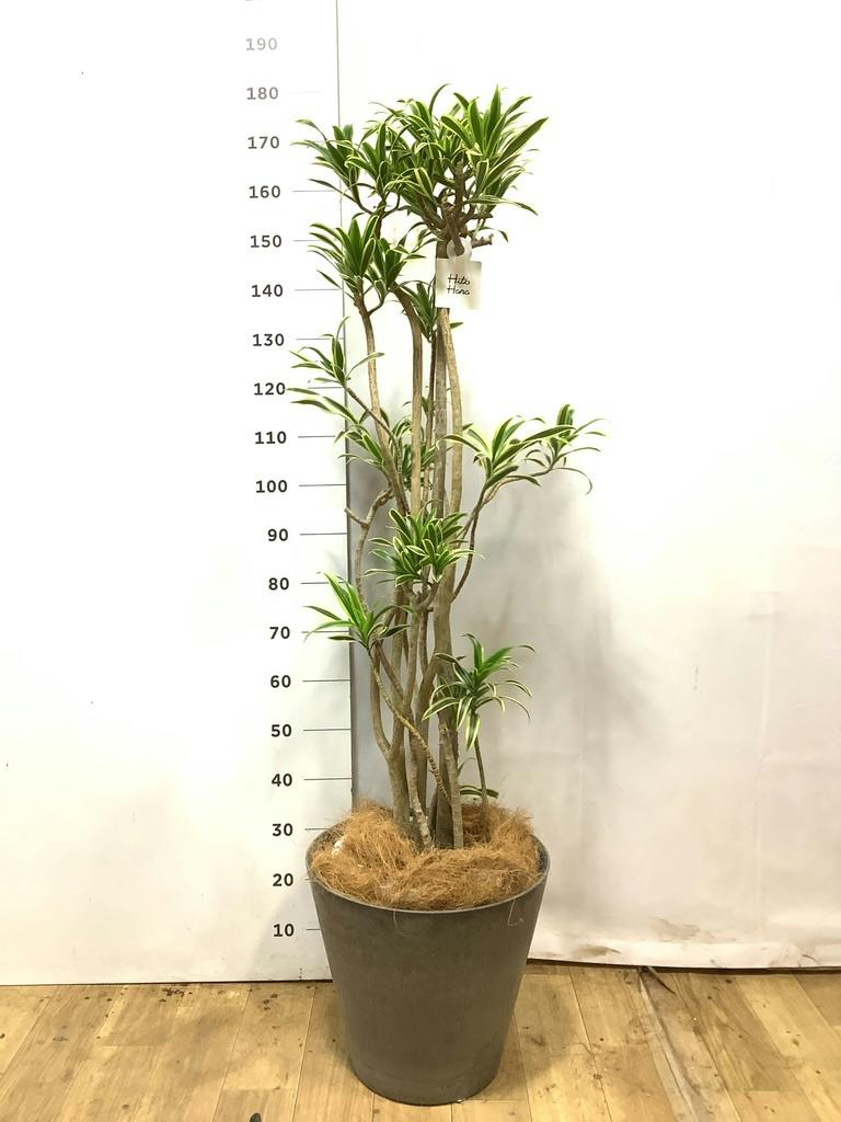 ソング オブ インディア 10号 | 観葉植物通販HitoHana(ひとはな)