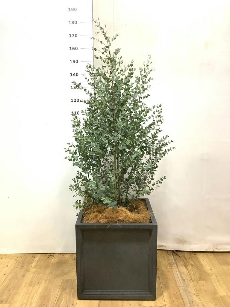 ユーカリ 10号 | 通販専門店 HitoHana（ひとはな）