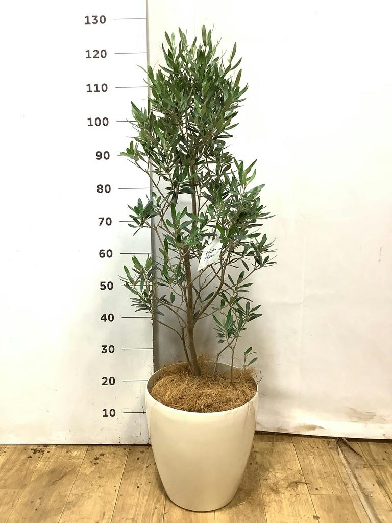 オリーブの木 8号 | 観葉植物 | 送料無料でお届け - Hitohana（ひとはな）