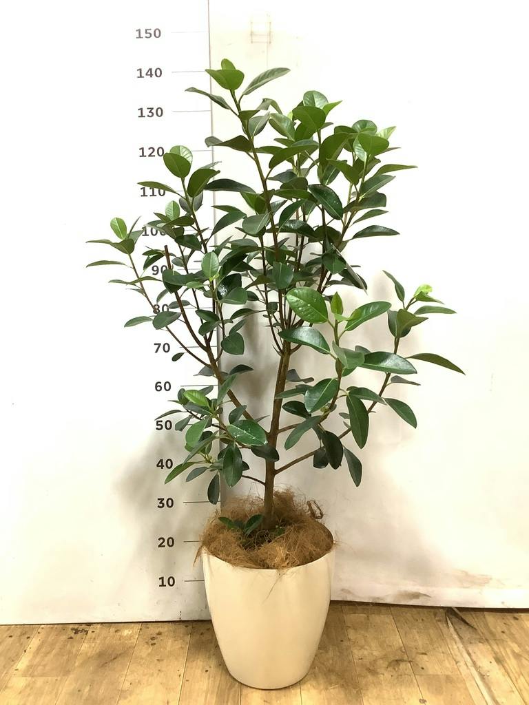 フランスゴムの木 8号 | 観葉植物 | 送料無料でお届け - Hitohana