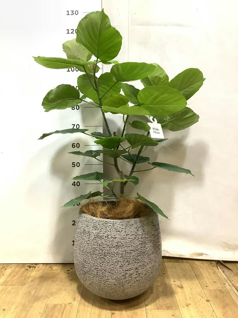 フィカス ウンベラータ 5号 | 観葉植物通販 HitoHana（ひとはな）