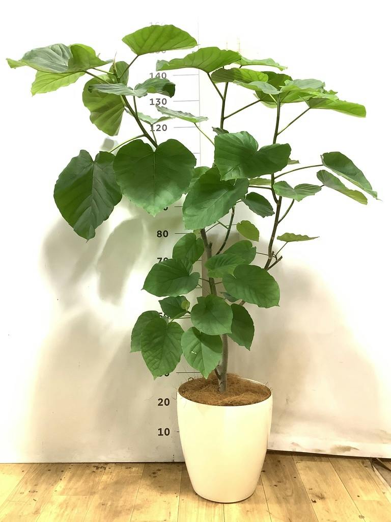 観葉植物 フィカス ウンベラータ 風水 | HitoHana（ひとはな）