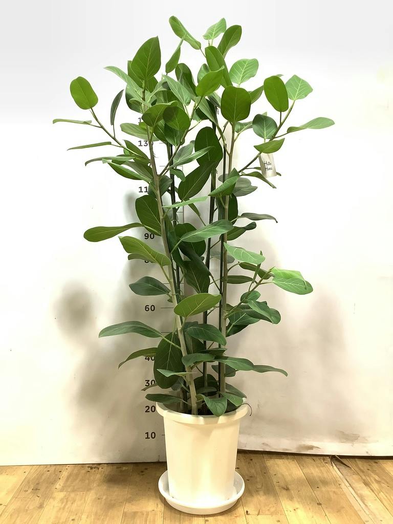 フィカス ベンガレンシス 10号 | 観葉植物通販 Hitohana（ひとはな）