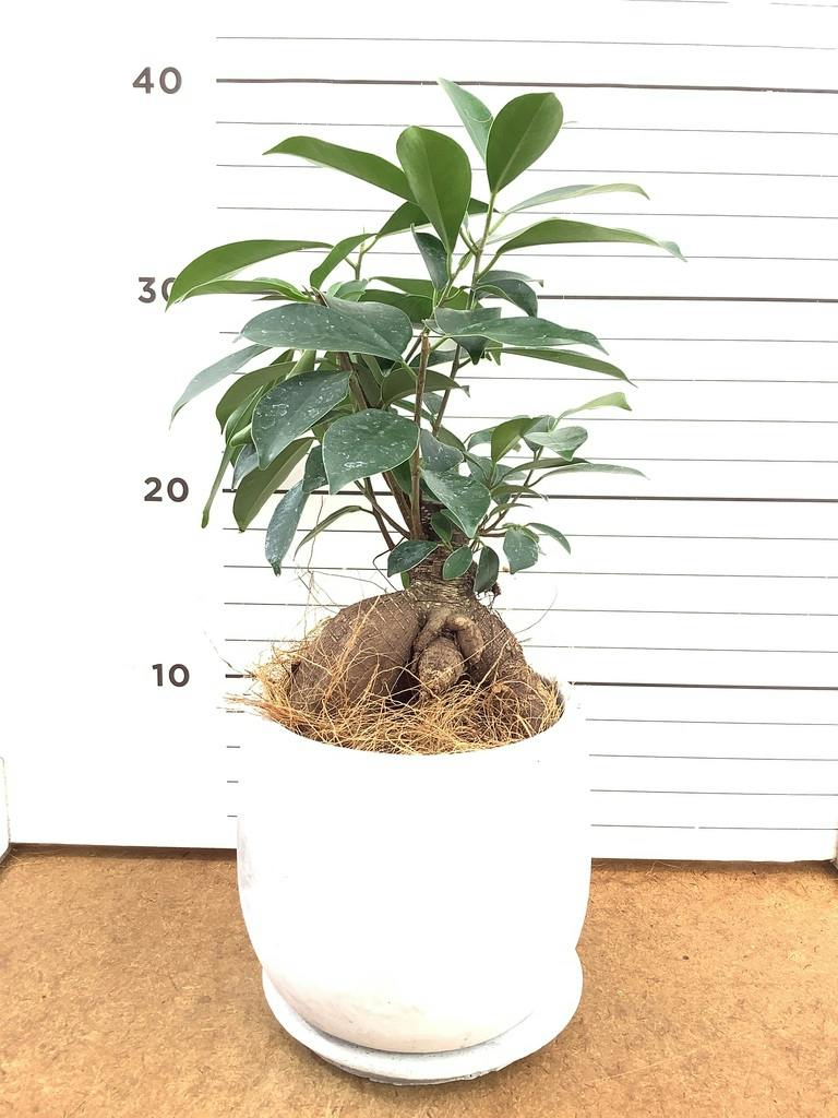 ガジュマル 4号 | 観葉植物の通販ならHitoHana（ひとはな）