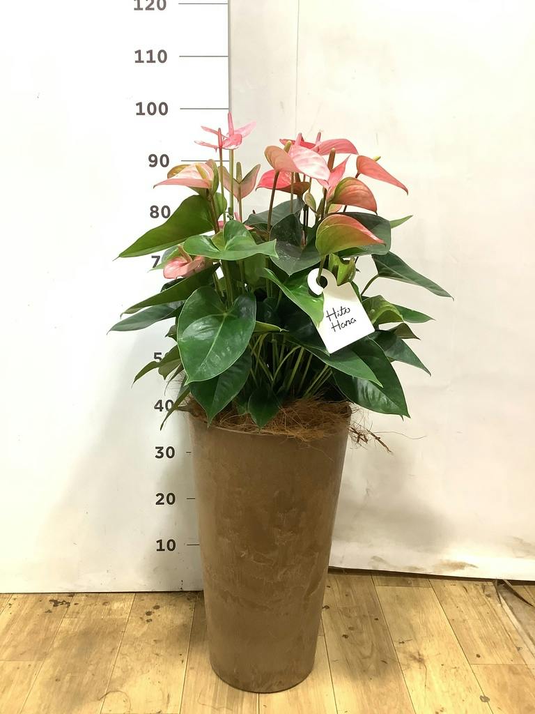 アンスリウム 8号 | 観葉植物 | 送料無料でお届け - Hitohana（ひとはな）