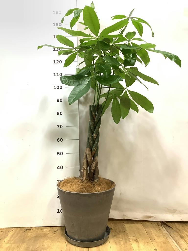 パキラ 8号 | 観葉植物の通販ならHitoHana（ひとはな）