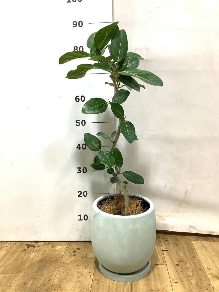 フィカス ベンガレンシス 5号 | 観葉植物通販 HitoHana（ひとはな）