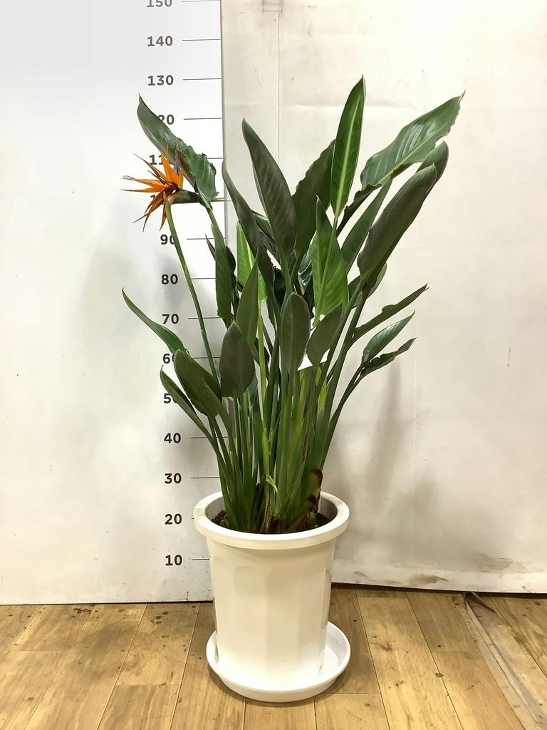 観葉植物 ストレリチア (ストレチア) レギネ 10号 リブバスケット