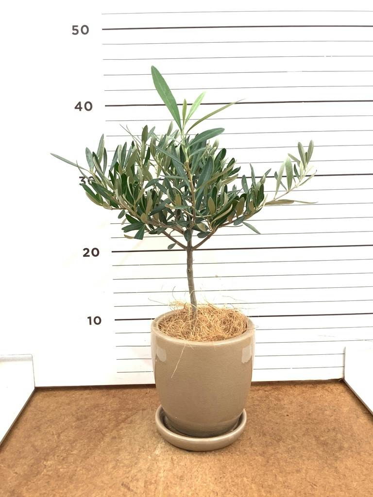 オリーブの木 9号 創樹 | 観葉植物通販 HitoHana（ひとはな）