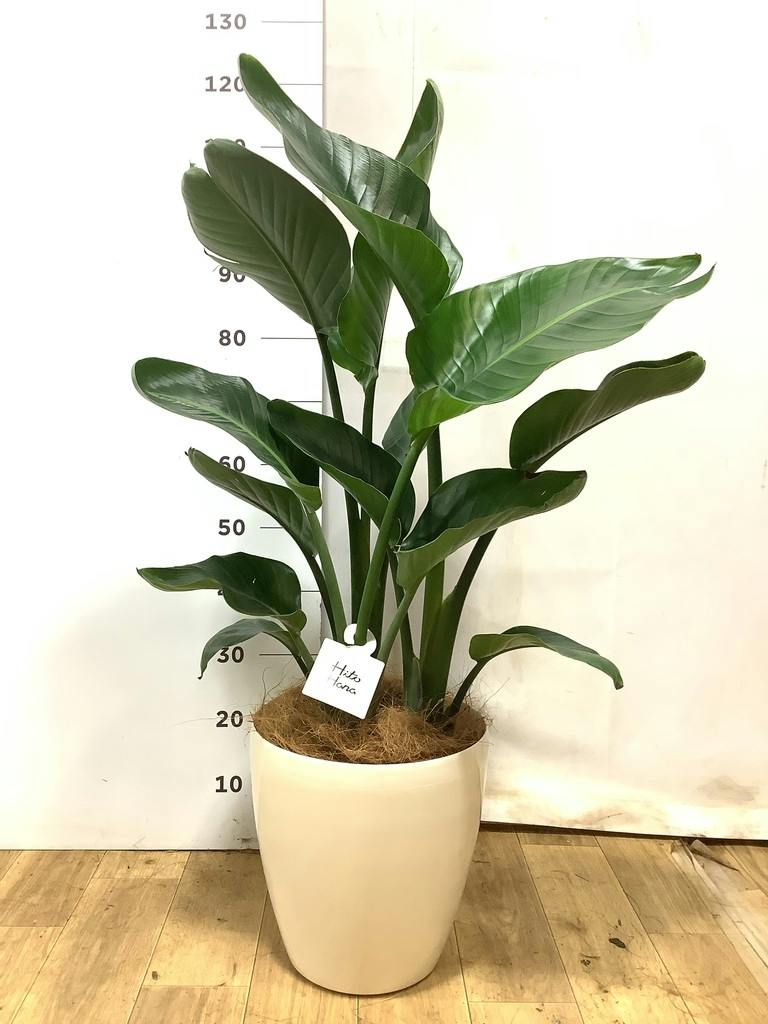 オーガスタ 8号 | 観葉植物の通販ならHitoHana