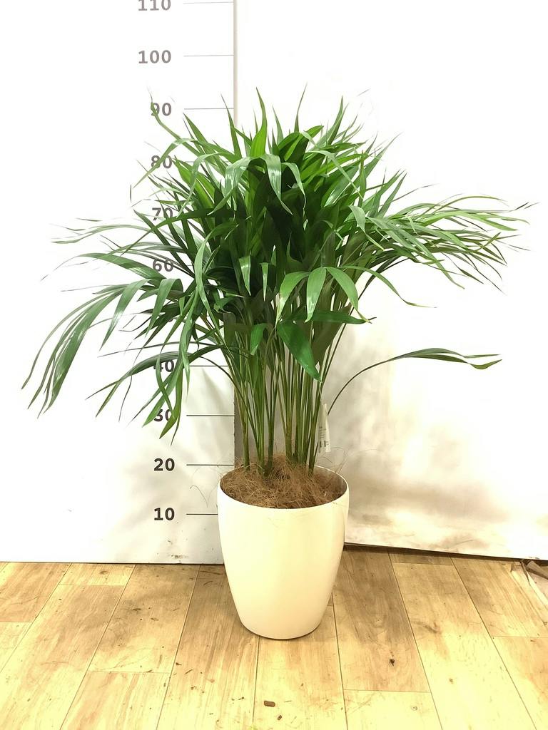 アレカヤシ | 観葉植物の通販ならHitoHana（ひとはな）