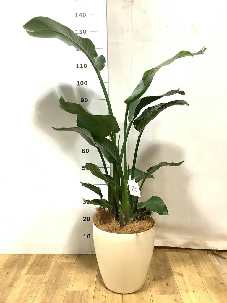 オーガスタ 8号 | 観葉植物の通販ならHitoHana