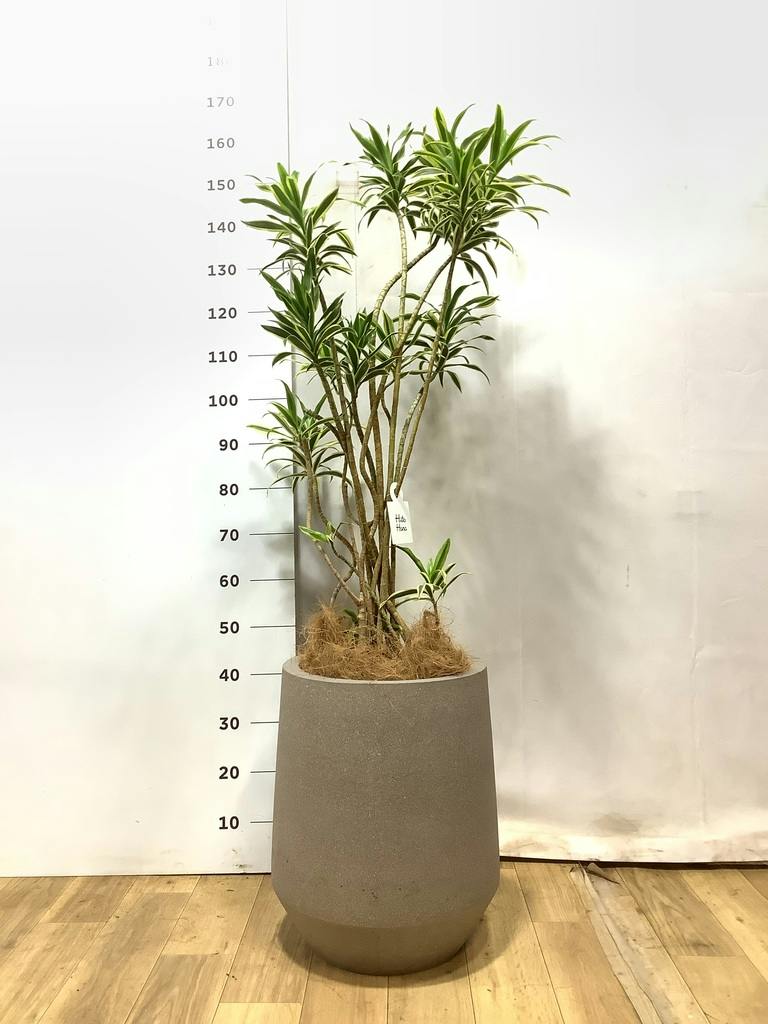 ドラセナ ソング オブ インディア | 観葉植物通販HitoHana(ひとはな)