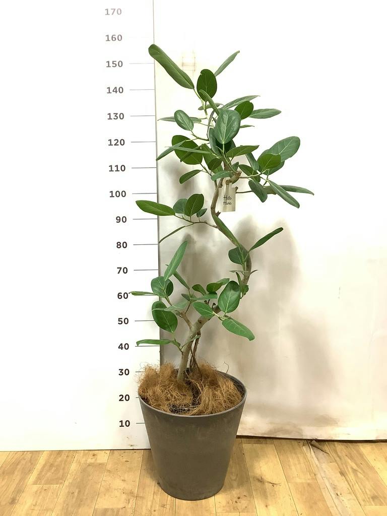 観葉植物 フィカス ベンガレンシス 8号 曲り ライム ドゥオ ユーポット