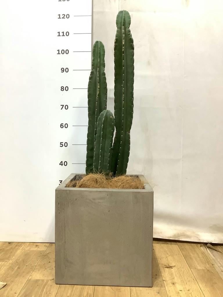 柱サボテン | 観葉植物の通販ならHitoHana（ひとはな）