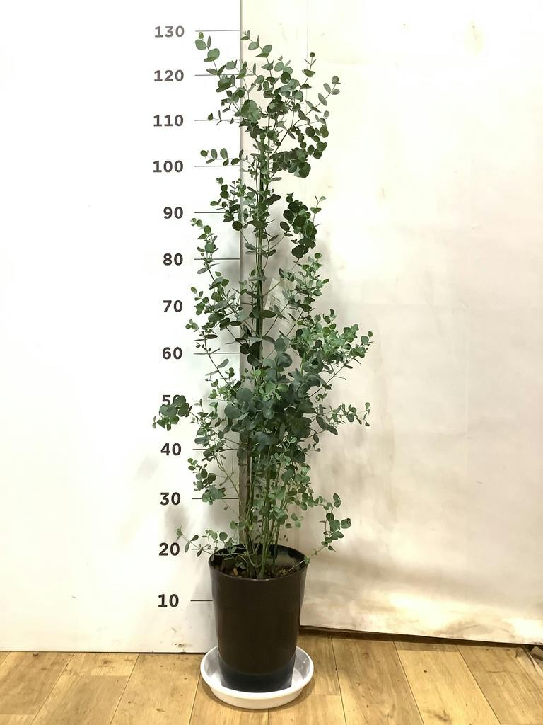 ユーカリ 7号 | 通販専門店 HitoHana（ひとはな）